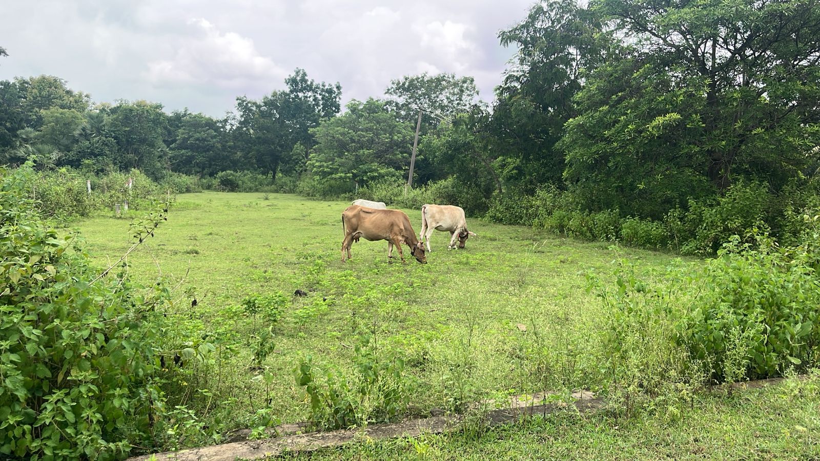 Residential Land for Sale Jonnada Vizianagaram